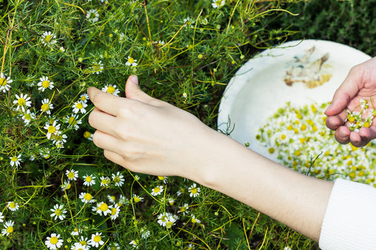 Plants With Benefits: Chamomile