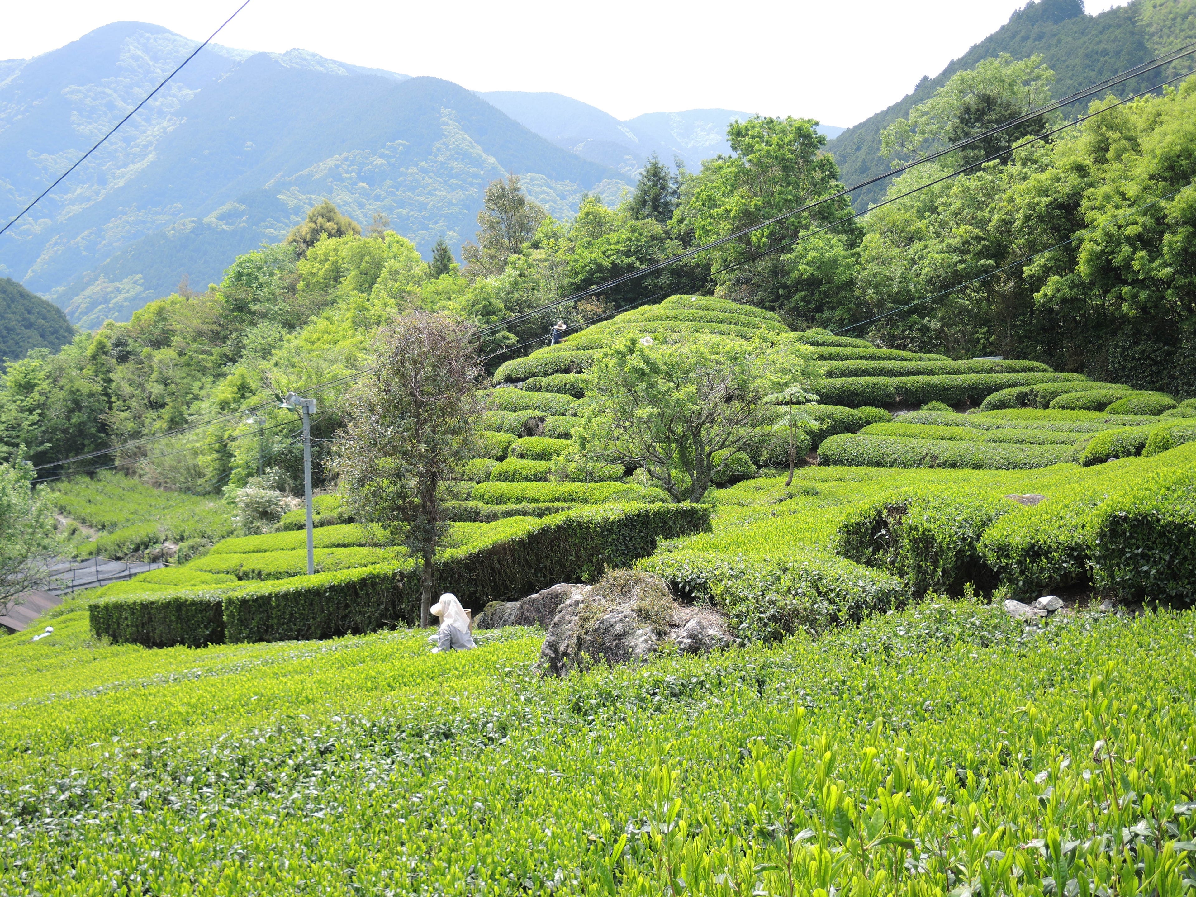 Goldthread’s Sustainability Promise