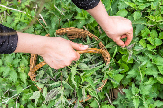 Plants With Benefits: Nettle