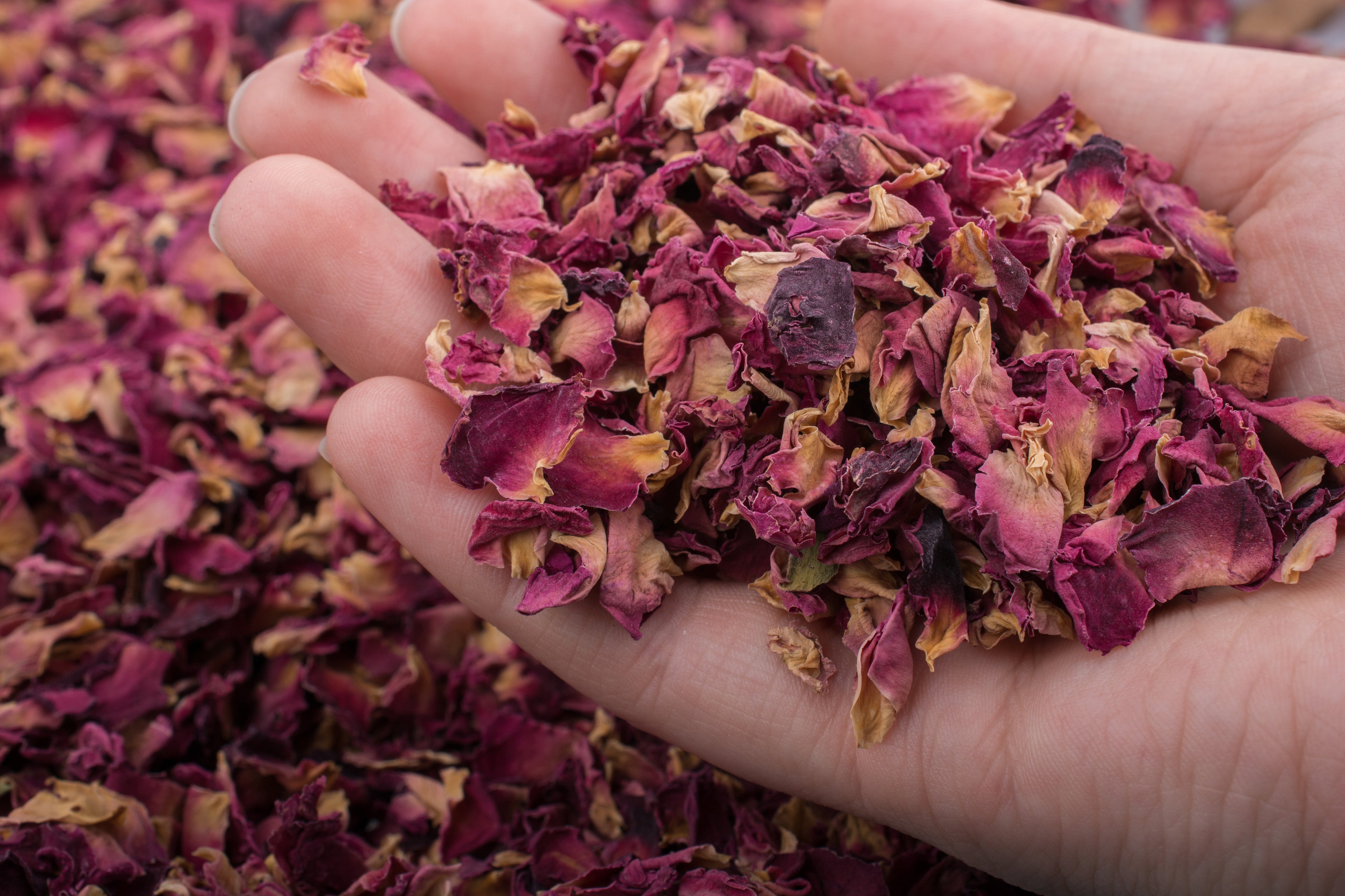 Plants with Benefits: Rose Petals