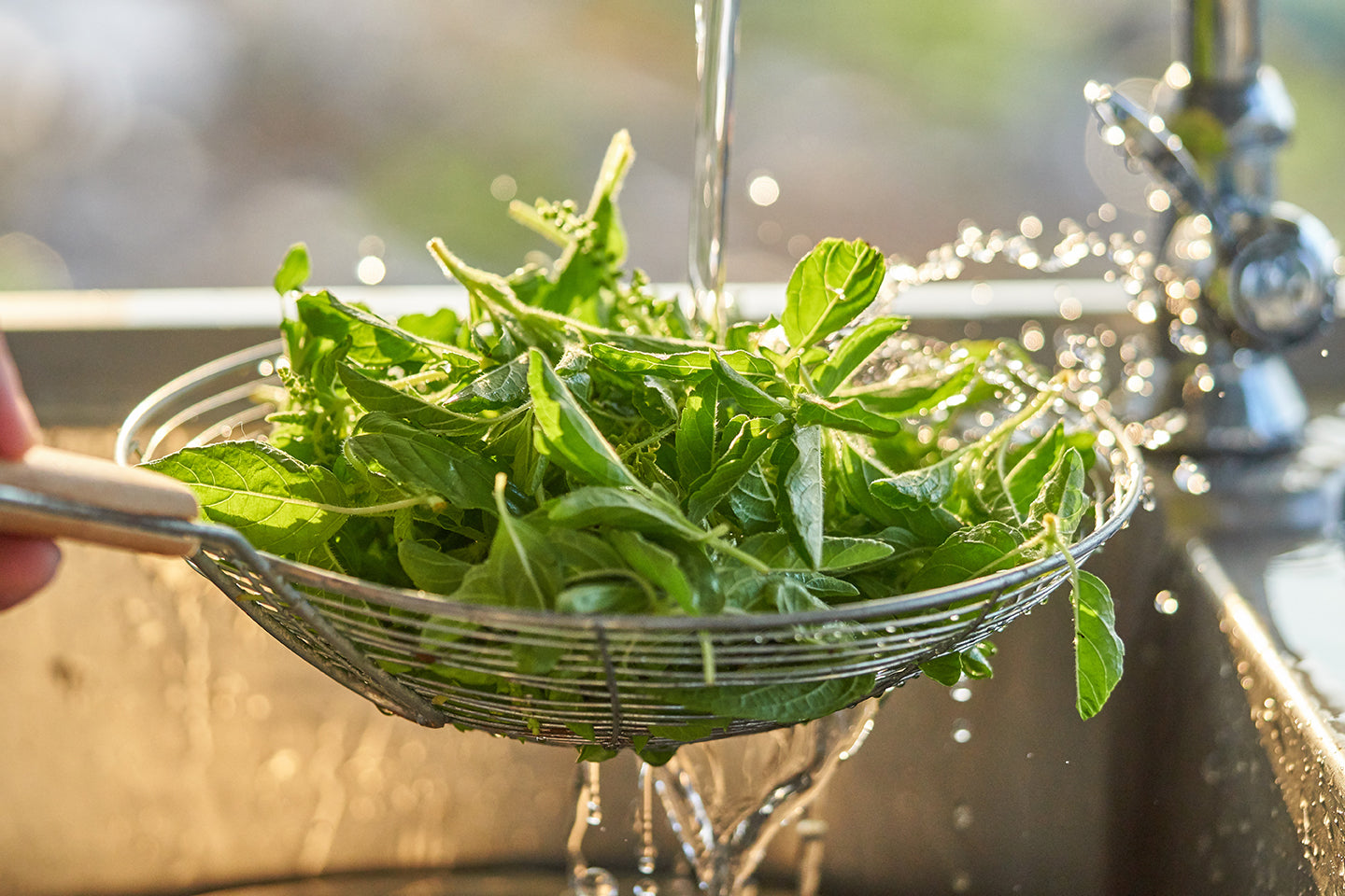 Plants With Benefits: Tulsi
