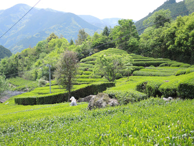 Goldthread’s Sustainability Promise