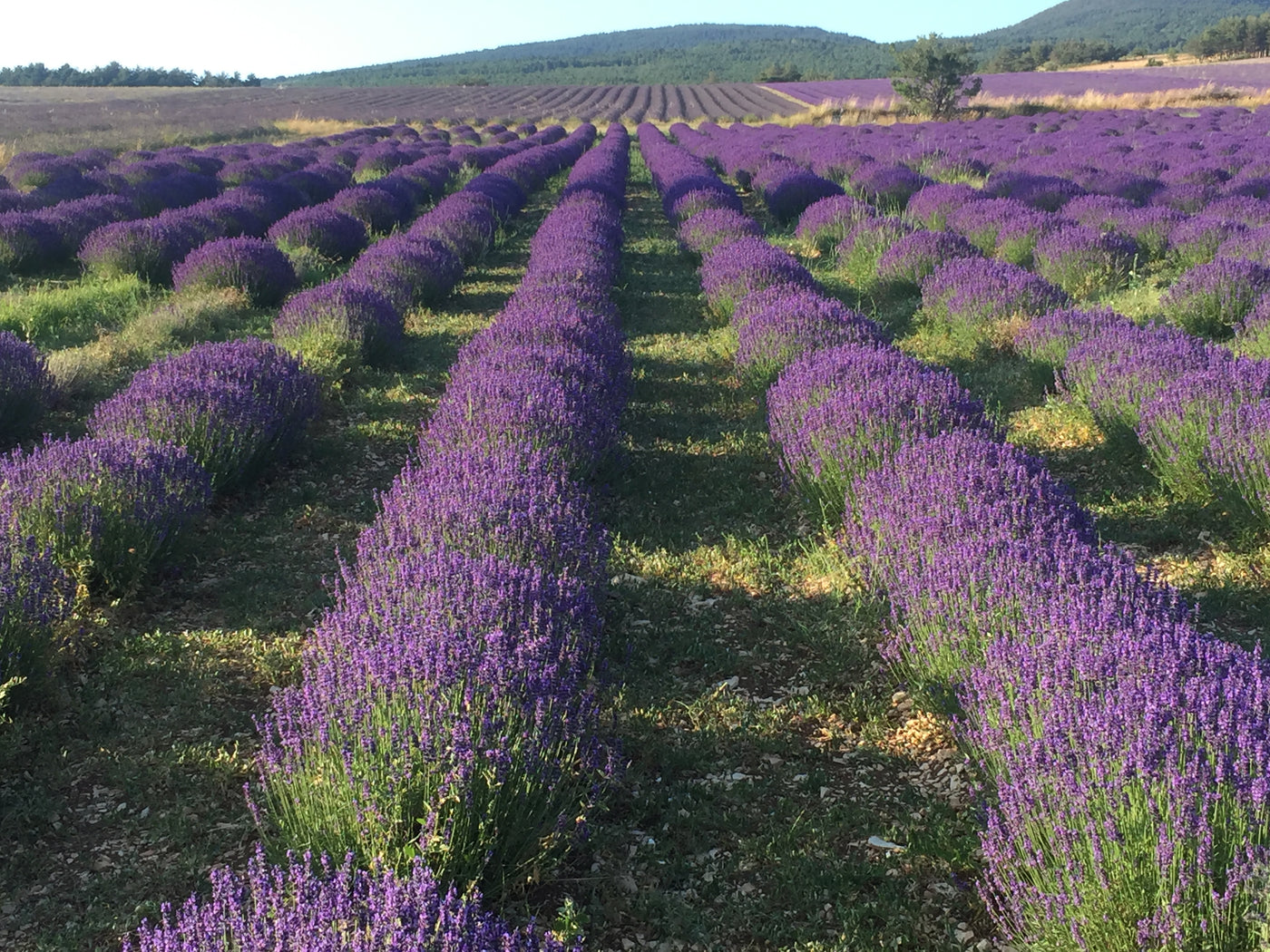 Plants With Benefits: Lavender Edition