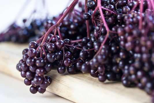 Plants With Benefits: Elderberry Edition