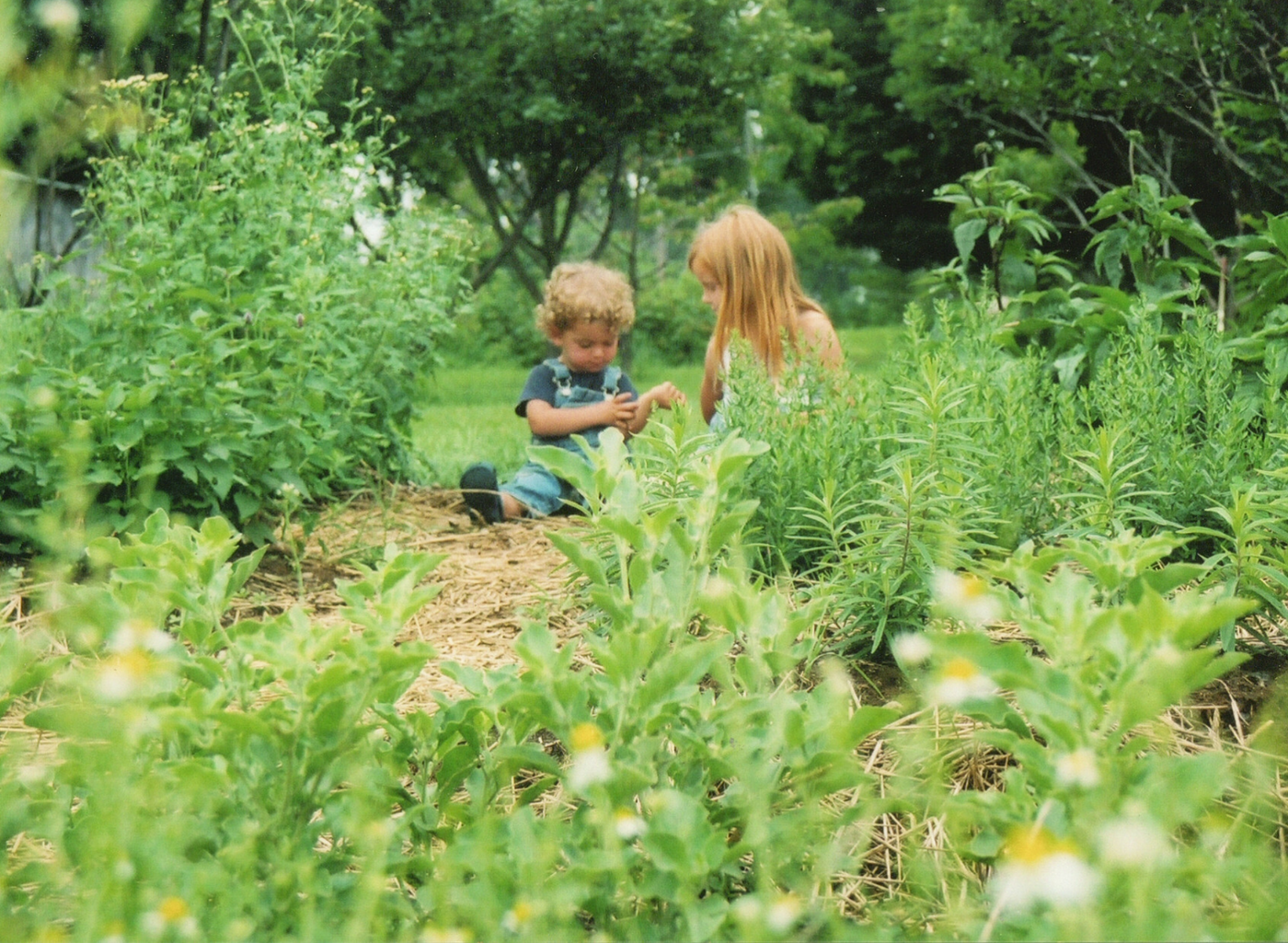 The best herbal remedies for keeping kids happy and chill in crazy times…or any time